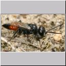 Astata boops - Wanzengrabwespe m07a 9mm.jpg